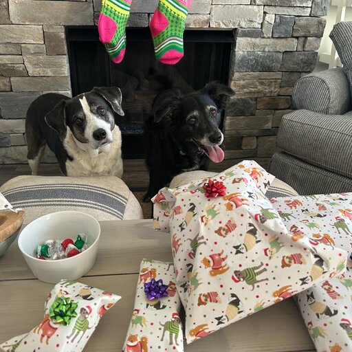 twoawesomedogs