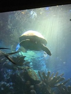 Aquarium - turtle